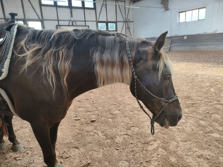 Rocky Mountain Horse Wallach 15 Jahre 155 cm  in Eberdingen