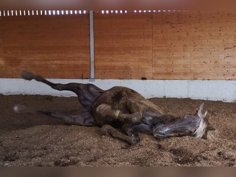 Rocky Mountain Horse Wallach 15 Jahre 155 cm  in Eberdingen