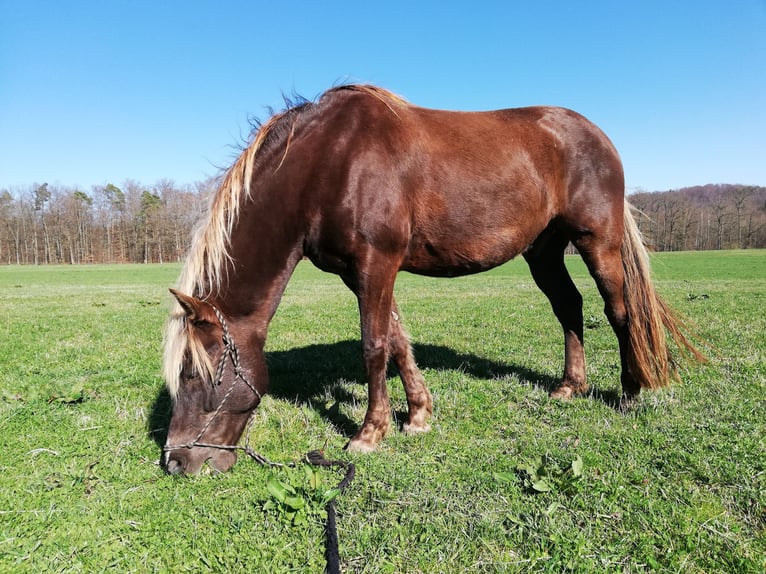 Rocky Mountain Horse Wallach 15 Jahre 155 cm  in Eberdingen