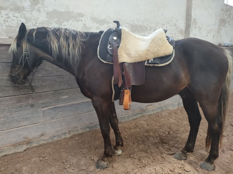 Rocky Mountain Horse Wallach 15 Jahre 155 cm  in Eberdingen