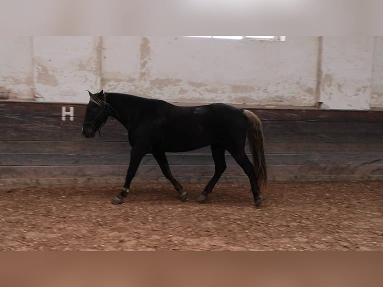 Rocky Mountain Horse Wallach 15 Jahre 155 cm  in Eberdingen