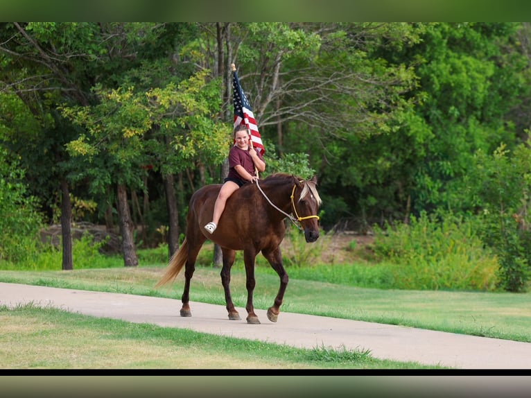Rocky Mountain Horse Wallach 15 Jahre Brauner in Terrell
