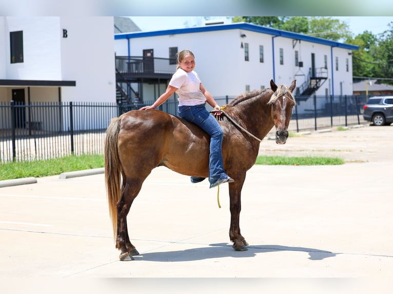 Rocky Mountain Horse Wallach 15 Jahre Brauner in Terrell