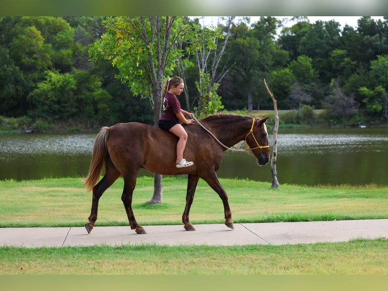Rocky Mountain Horse Wallach 15 Jahre Brauner in Terrell