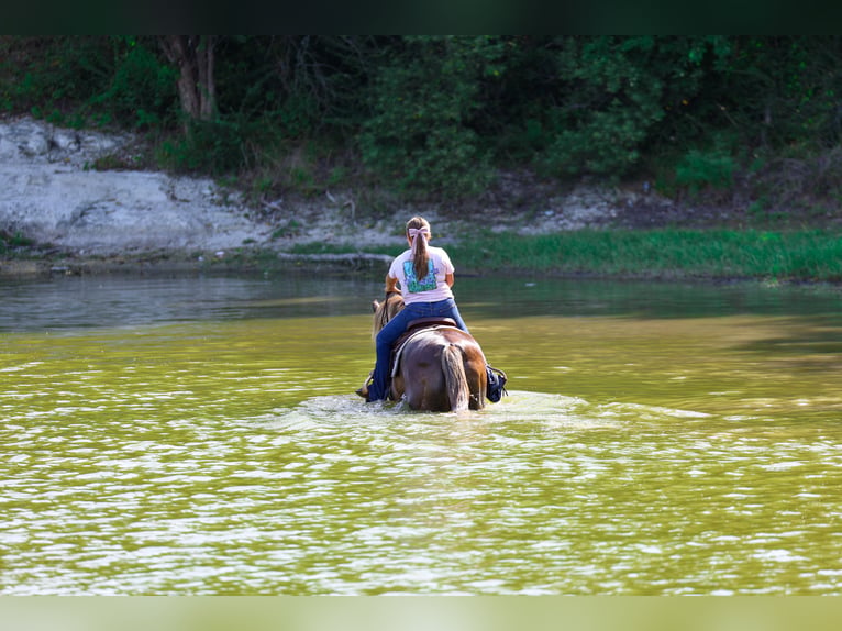 Rocky Mountain Horse Wallach 15 Jahre Brauner in Terrell