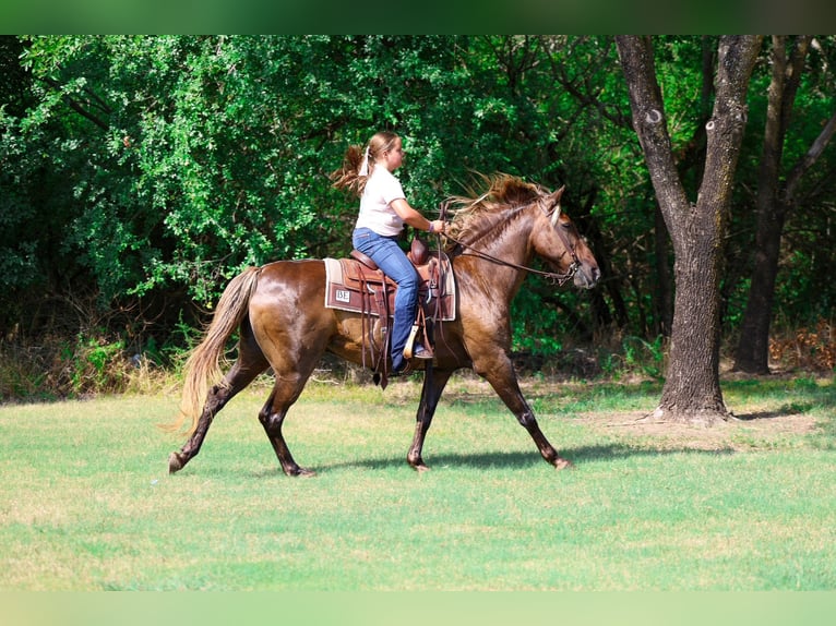 Rocky Mountain Horse Wallach 15 Jahre Brauner in Terrell