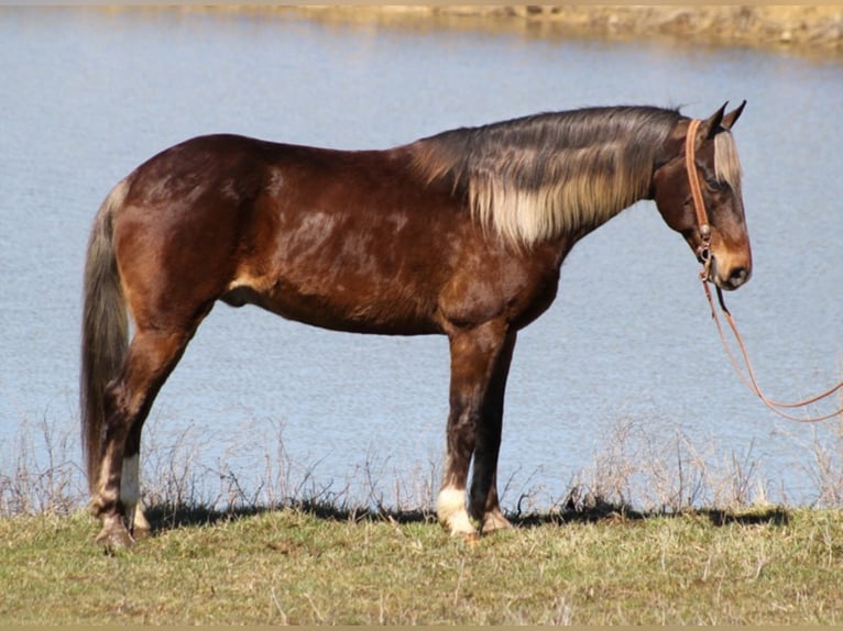 Rocky Mountain Horse Wallach 15 Jahre Dunkelfuchs in Whitley City, KY
