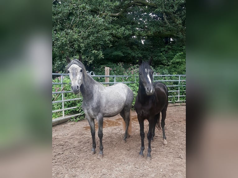 Rocky Mountain Horse Mix Wallach 2 Jahre 152 cm Rappe in Morsbach