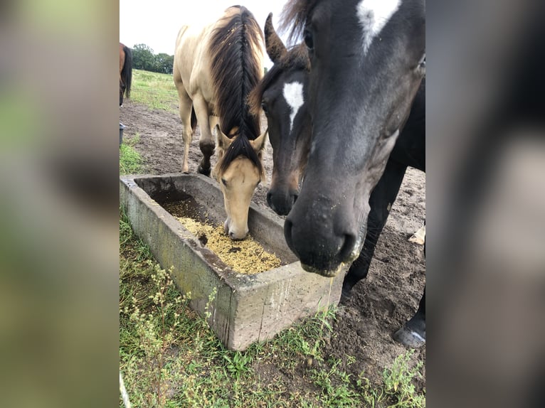 Rocky Mountain Horse Mix Wallach 2 Jahre 155 cm Champagne in Ribbesbüttel