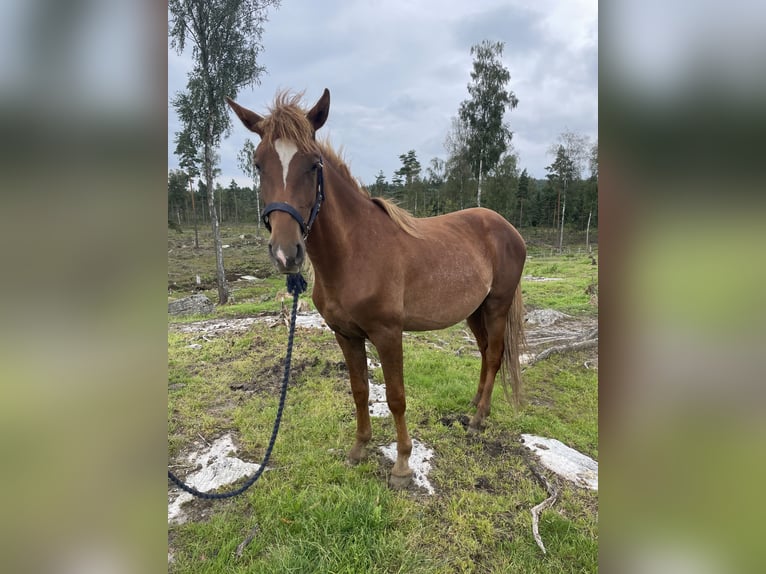 Rocky Mountain Horse Wallach 3 Jahre 146 cm Dunkelfuchs in Bor&#xE5;s