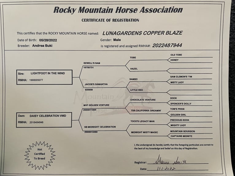Rocky Mountain Horse Wallach 3 Jahre 146 cm Dunkelfuchs in Bor&#xE5;s