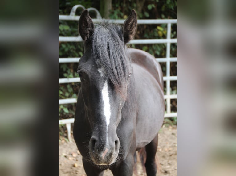 Rocky Mountain Horse Mix Wallach 3 Jahre 149 cm Rappe in Morsbach