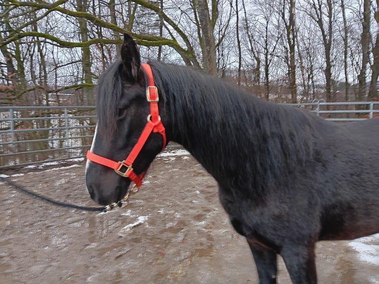 Rocky Mountain Horse Mix Wallach 3 Jahre 149 cm Rappe in Morsbach