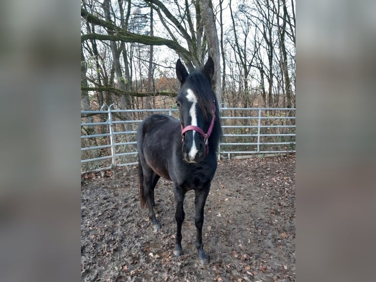 Rocky Mountain Horse Mix Wallach 3 Jahre 149 cm Rappe in Morsbach