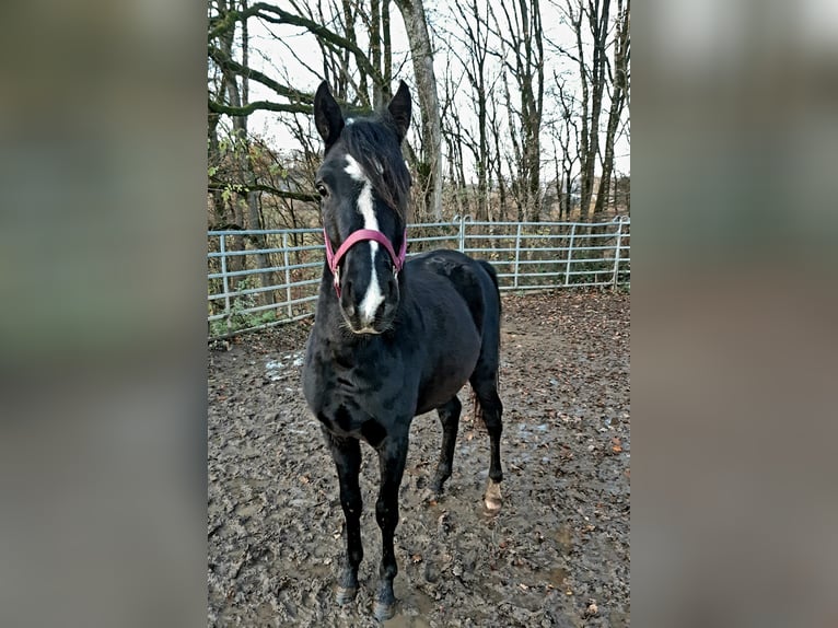 Rocky Mountain Horse Mix Wallach 3 Jahre 152 cm Rappe in Morsbach