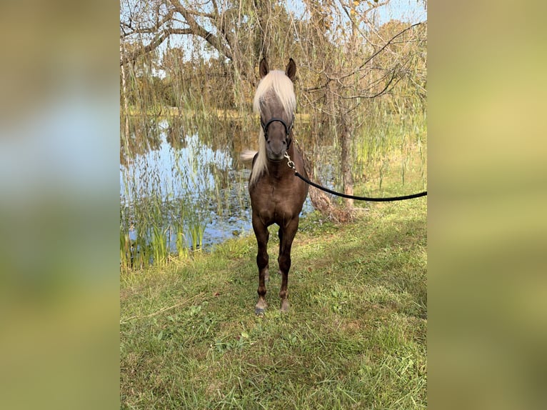 Rocky Mountain Horse Wallach 3 Jahre 157 cm Hellbrauner in Frenchburg