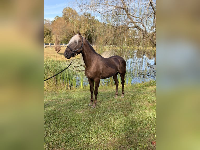 Rocky Mountain Horse Wallach 3 Jahre 157 cm Hellbrauner in Frenchburg