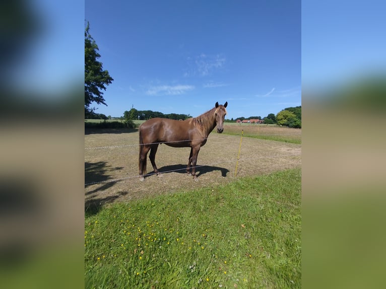 Rocky Mountain Horse Wallach 3 Jahre 165 cm in Espelkamp