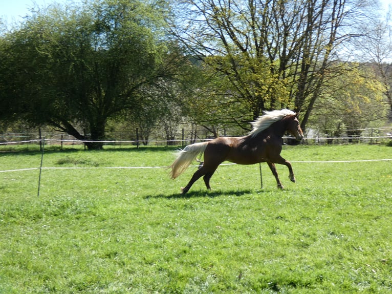 Rocky Mountain Horse Wallach 4 Jahre 150 cm Rotbrauner in Genappe