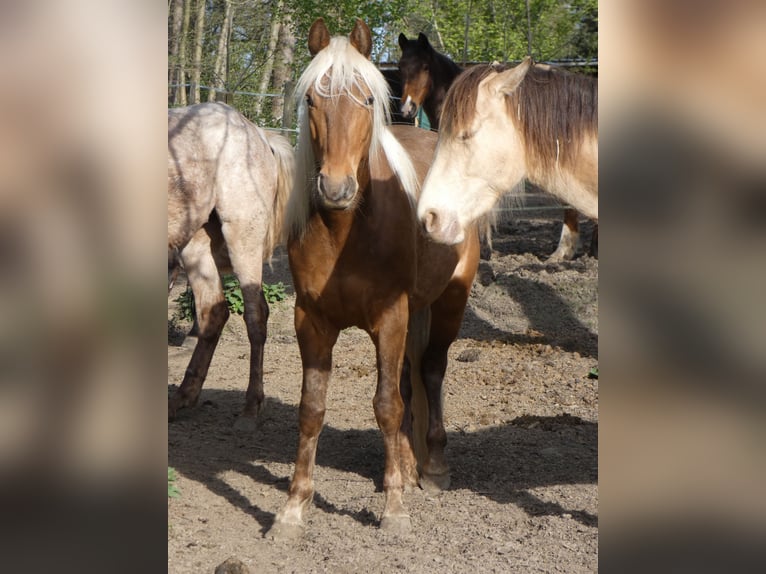 Rocky Mountain Horse Wallach 4 Jahre 150 cm Rotbrauner in Genappe
