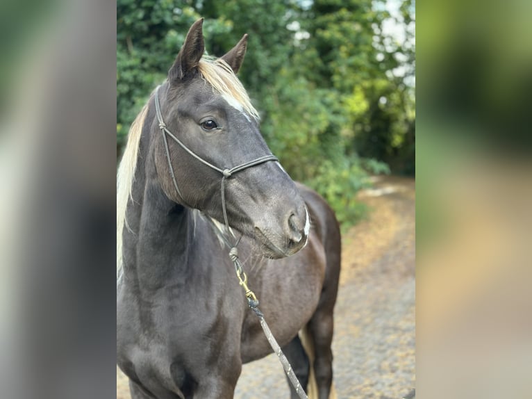 Rocky Mountain Horse Wallach 4 Jahre 153 cm  in Hauset
