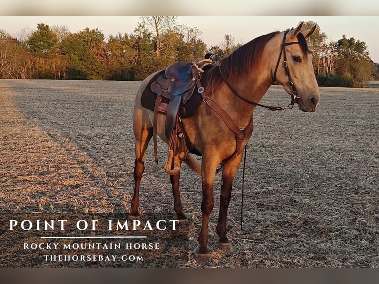 Rocky Mountain Horse Wallach 5 Jahre 150 cm Buckskin in Princeton, KY