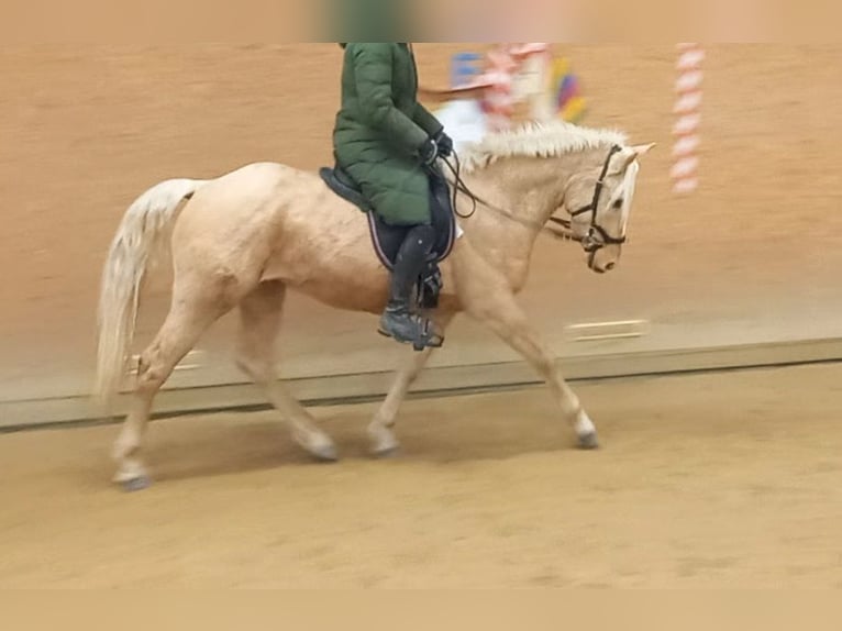 Rocky Mountain Horse Wallach 5 Jahre 150 cm Palomino in Grattersdorf
