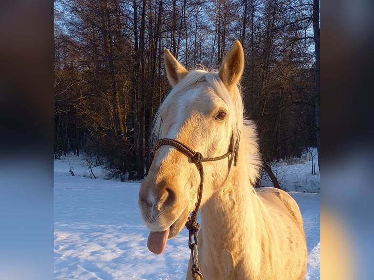 Rocky Mountain Horse Wallach 5 Jahre 150 cm Palomino in Grattersdorf