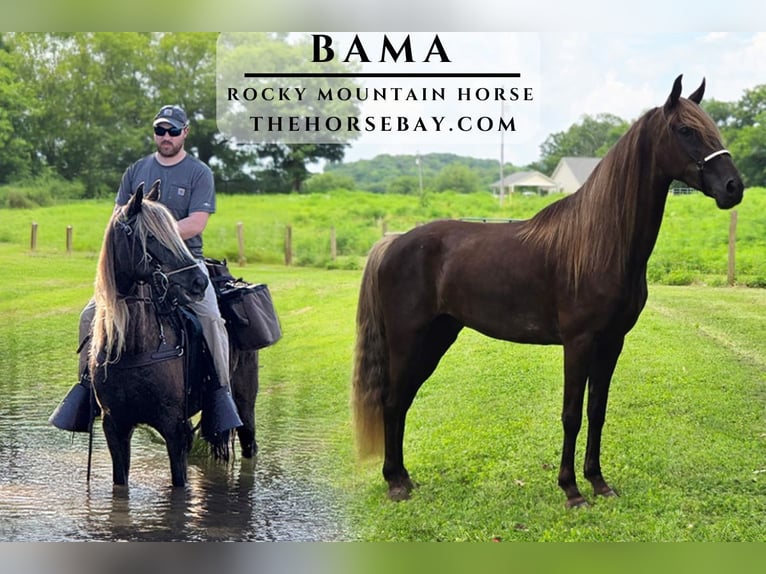 Rocky Mountain Horse Wallach 5 Jahre 157 cm Brauner in Pulaski, TN