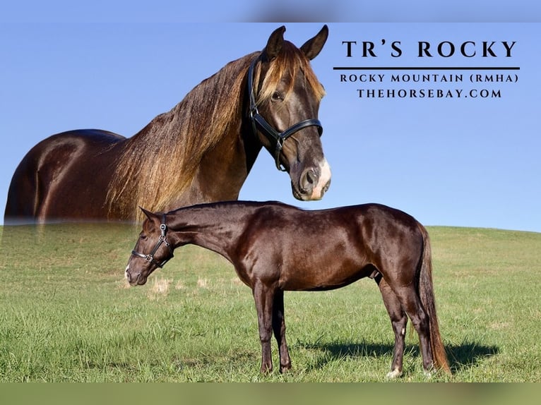 Rocky Mountain Horse Wallach 5 Jahre 163 cm Brauner in Paris, KY