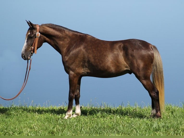 Rocky Mountain Horse Wallach 6 Jahre 142 cm Hellbrauner in Whitley city KY
