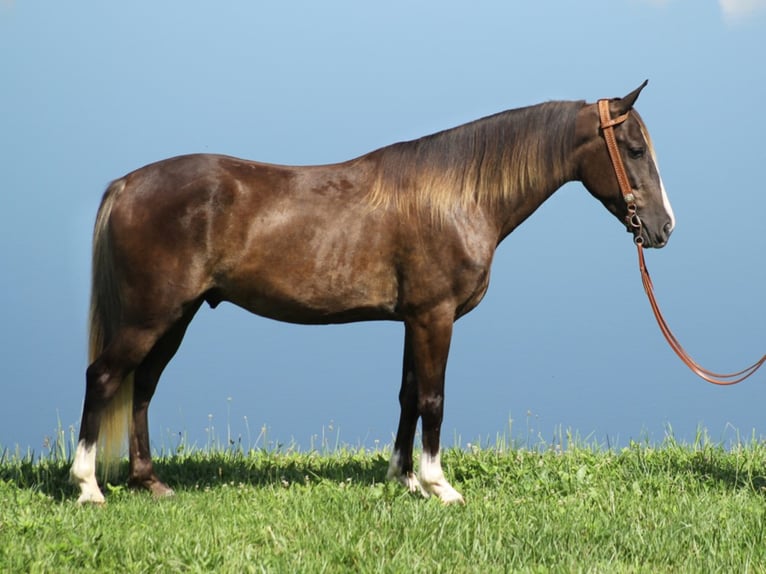 Rocky Mountain Horse Wallach 7 Jahre 145 cm Brauner in Whitley City KY