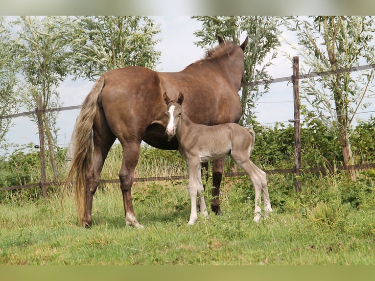 Rocky Mountain Horse Wallach 7 Jahre 158 cm in Wanroij