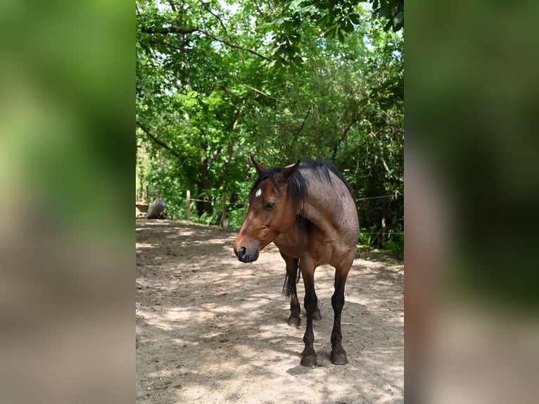 Rocky Mountain Horse Yegua 11 años 145 cm Castaño-ruano in Dintesheim