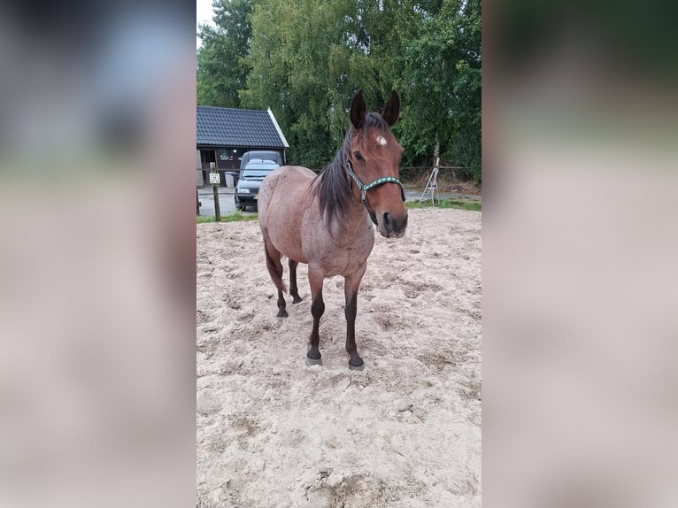 Rocky Mountain Horse Yegua 11 años 145 cm Castaño-ruano in Dintesheim