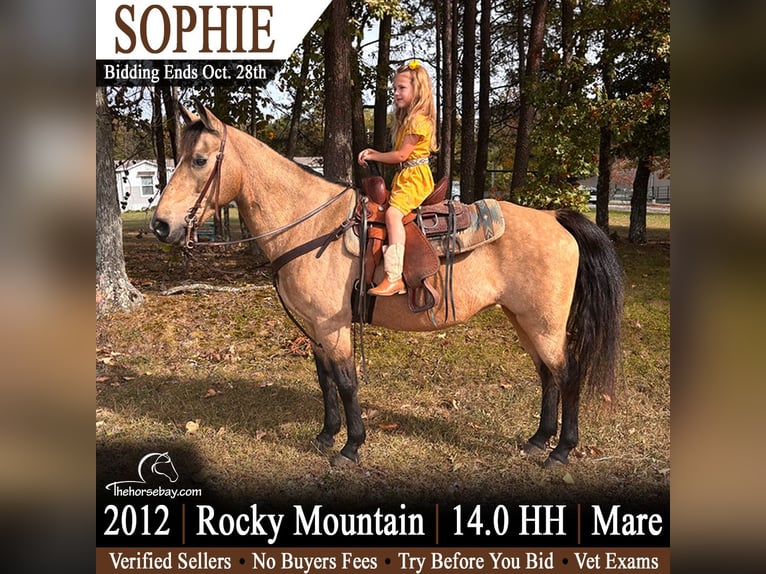 Rocky Mountain Horse Yegua 14 años 142 cm Buckskin/Bayo in Jeffersonville, KY