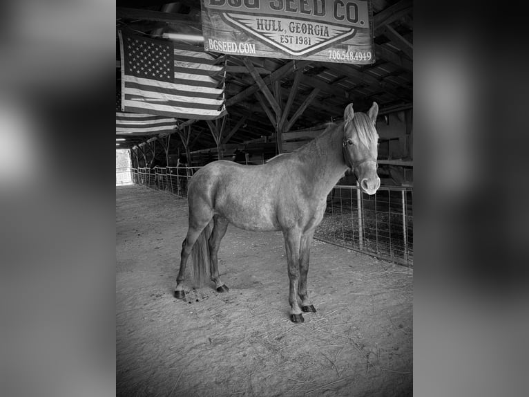 Rocky Mountain Horse Yegua 2 años 142 cm Castaño in Carnesville