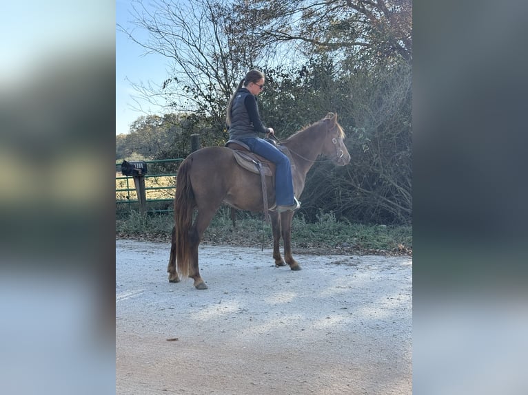 Rocky Mountain Horse Yegua 2 años 142 cm Castaño in Carnesville