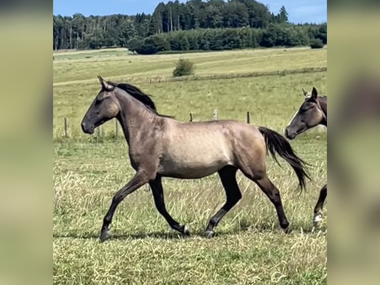 Rocky Mountain Horse Mestizo Yegua 2 años 155 cm Grullo in Bastogne