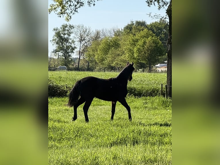 Rocky Mountain Horse Yegua 2 años 156 cm Morcillo in Lunteren
