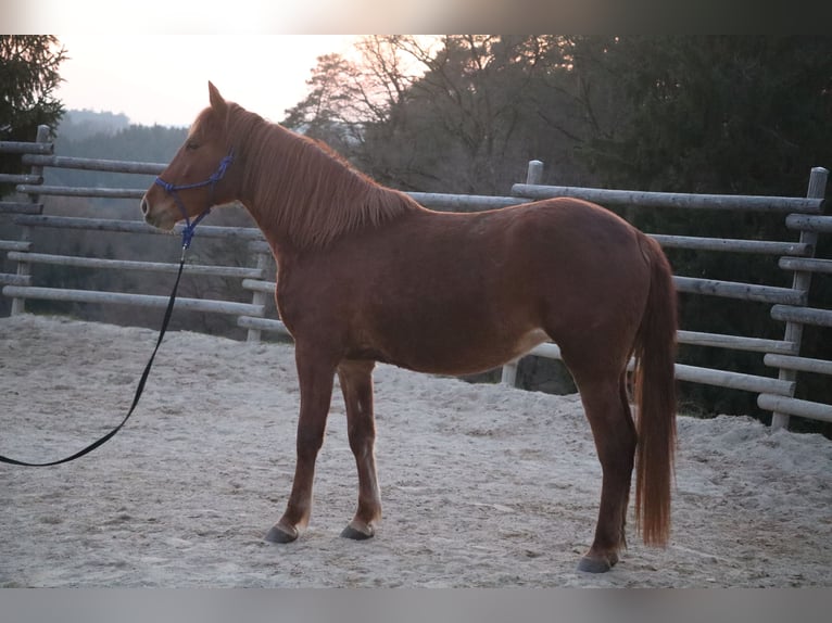 Rocky Mountain Horse Yegua 4 años 148 cm Alazán in Tragwein