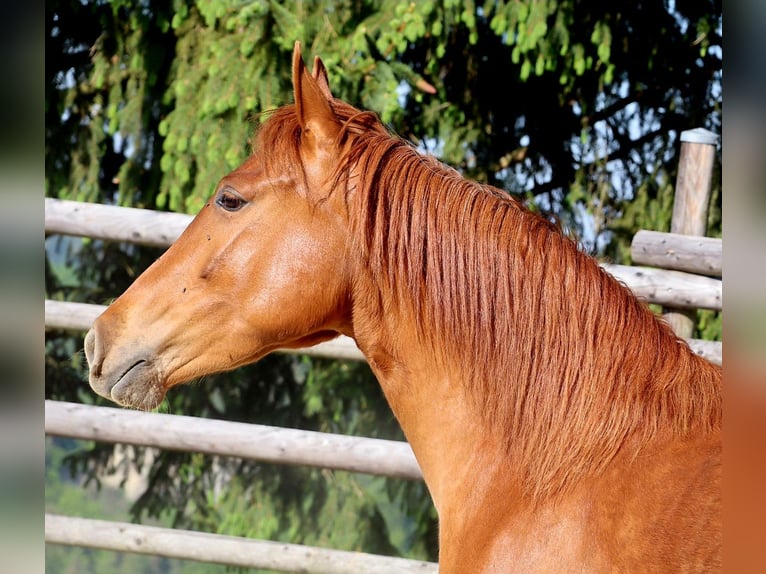 Rocky Mountain Horse Yegua 4 años 148 cm Alazán in Tragwein