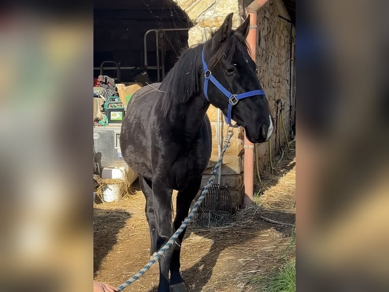 Rocky Mountain Horse Yegua 4 años 153 cm Negro in Nack