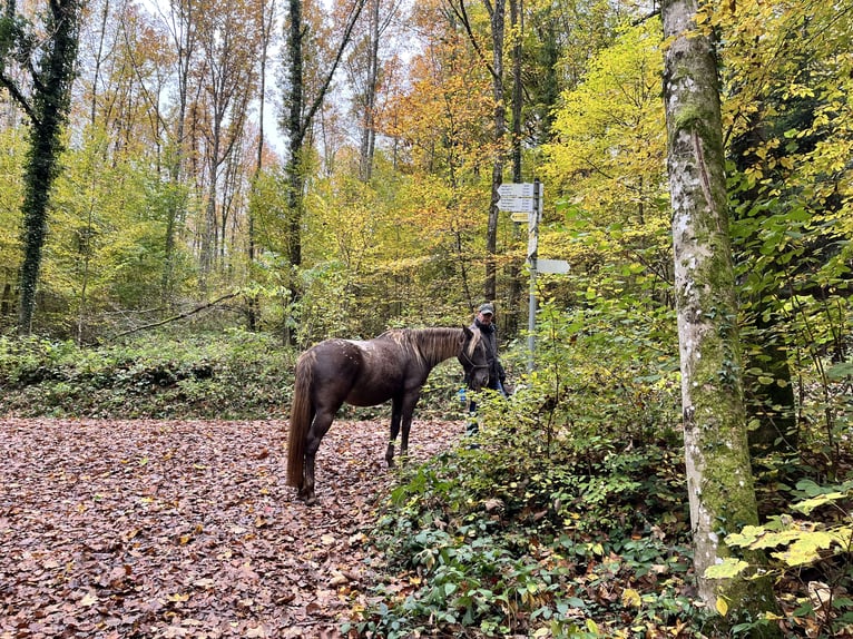 Rocky Mountain Horse Yegua 4 años 155 cm Overo-todas las-capas in Lörrach