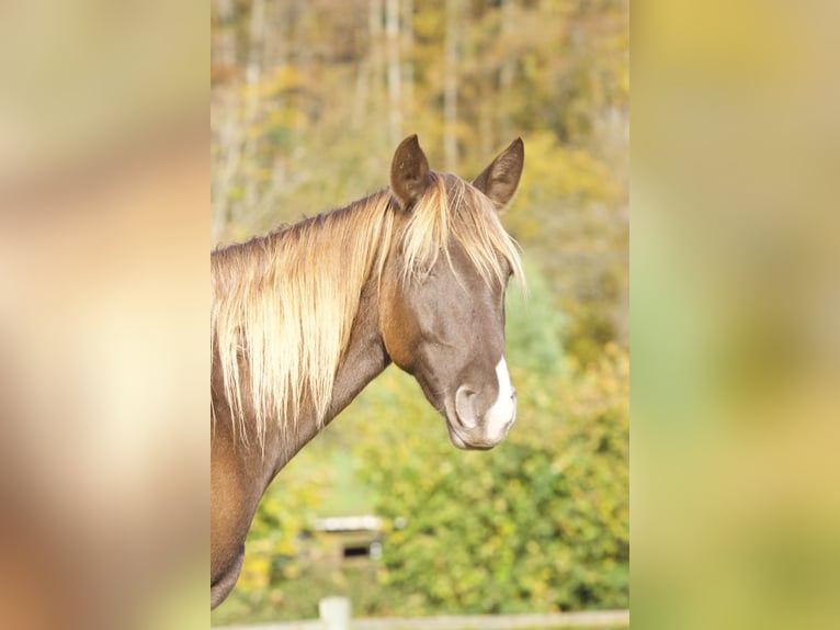 Rocky Mountain Horse Yegua 4 años 155 cm Overo-todas las-capas in Lörrach