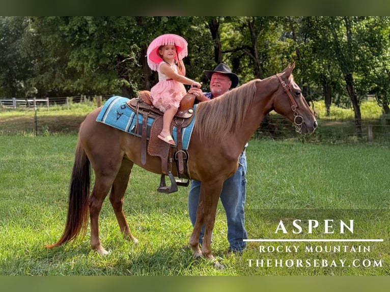 Rocky Mountain Horse Yegua 5 años 145 cm Alazán-tostado in Campbellsville, KY