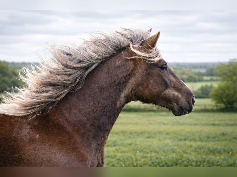 Rocky Mountain Horse Yegua 6 años 150 cm Castaño in Bad Hersfeld