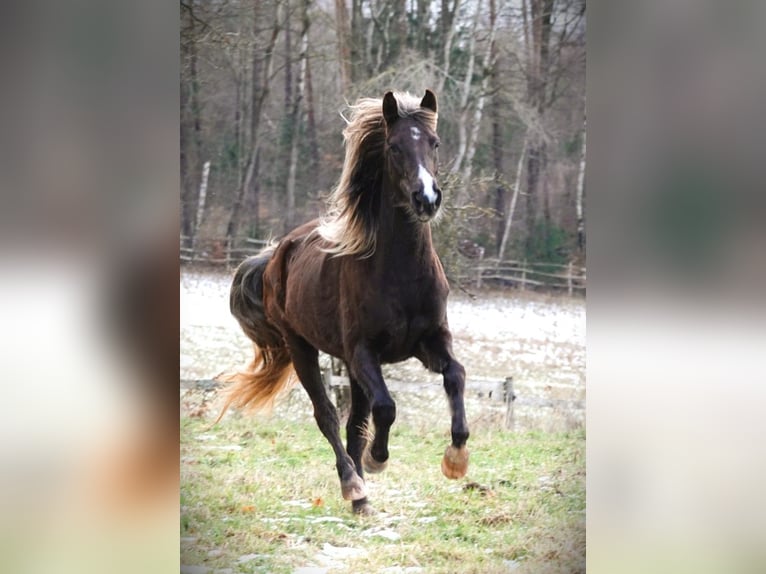 Rocky Mountain Horse Yegua 6 años 150 cm Castaño in Bad Hersfeld