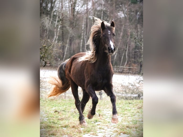 Rocky Mountain Horse Yegua 6 años 150 cm Castaño in Bad Hersfeld