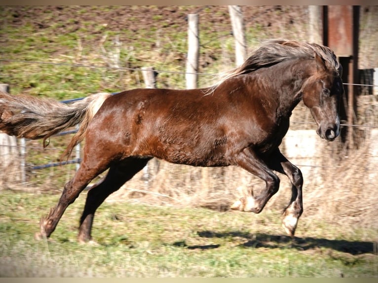 Rocky Mountain Horse Yegua 6 años 150 cm Castaño in Bad Hersfeld